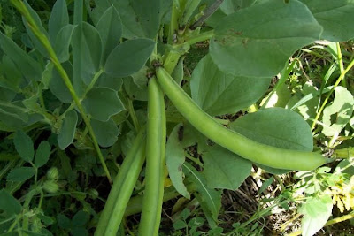 Bell-bean Bell-bean