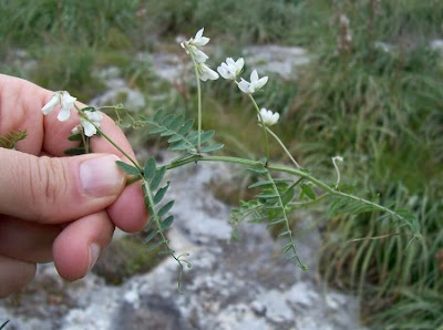 Brown Fruited Vetch Brown Fruited Vetch