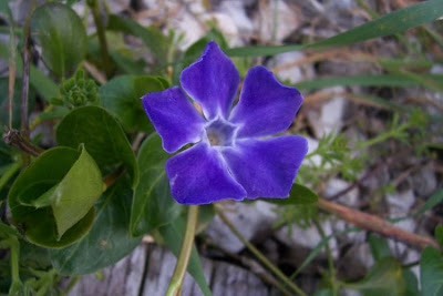Greater periwinkle