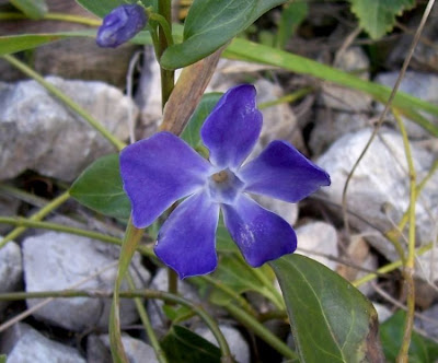Greater periwinkle