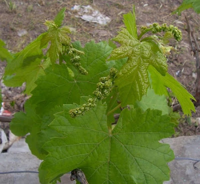 Echter Weinstock