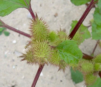 Xanthium strumarium,
Bardana minuta,
bardana-menor,
cadillo com&uacute;n,
California-bur,
Canada cockleburr,
carrapicho-de-carneiro,
carrapicho-grande,
cocklebur,
cockleburr,
common cocklebur,
Gew&ouml;hnliche Spitzklette,
kankerroos