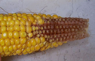 Frumentone