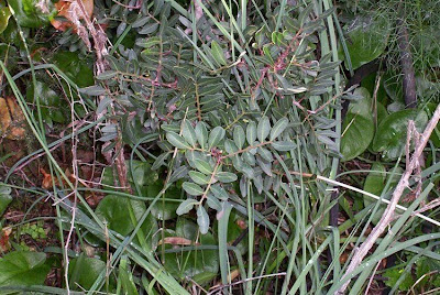 Pistacia lentiscus L.