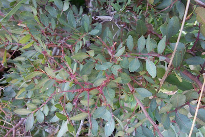 Pistacia lentiscus L.