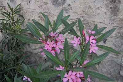 Rosebay