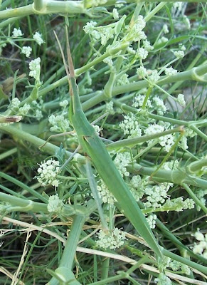 Acrida hungarica