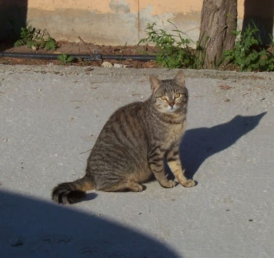 Felis catus,
Domestic Cat