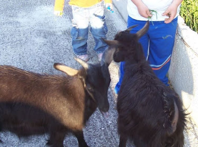 Domestic goat
