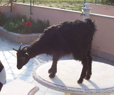 Domestic goat