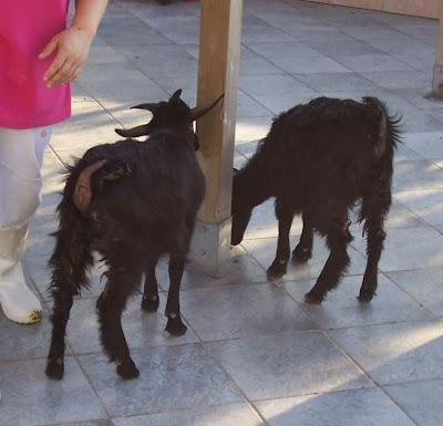 Domestic goat
