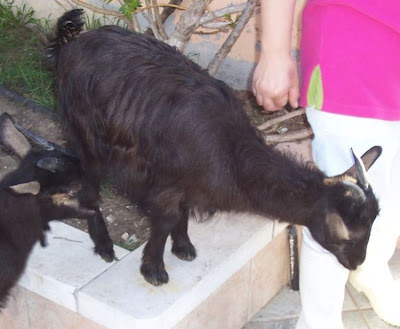 Domestic goat