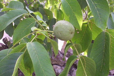 Juglans regia,
Carpathian walnut,
echte Walnu&szlig;,
English walnut,
hu tao,
Madeira walnut,
Noce comune,
nogal com&uacute;n,
nogal europeo,
nogal ingl&eacute;s,
nogueira-comum,
nogueira-europ&eacute;ia,
noyer commun,
Persian walnut,
Walnut