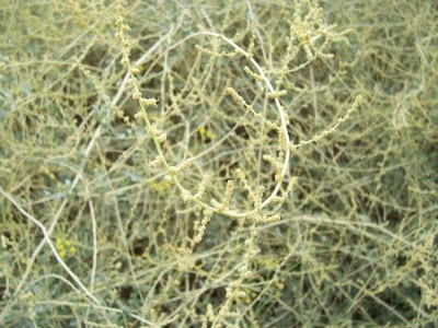 Atriplex halimus L.