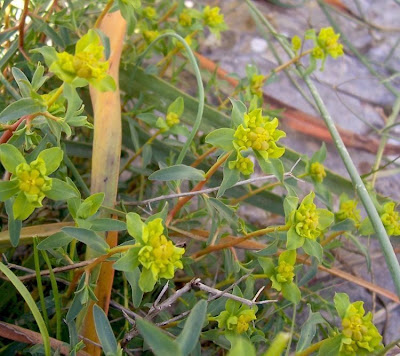 Euforbia spinosa