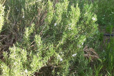 Rosmarinus officinalis L.