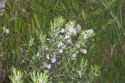 Rosmarinus officinalis L.