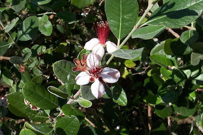 Feijoa,
feijoa