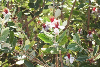 Feijoa,
feijoa