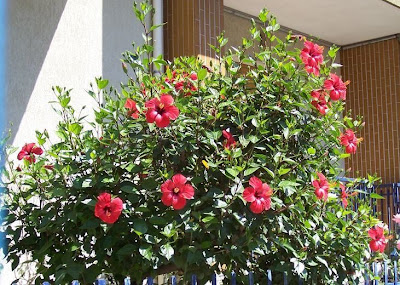 Chinese hibiscus Chinese hibiscus