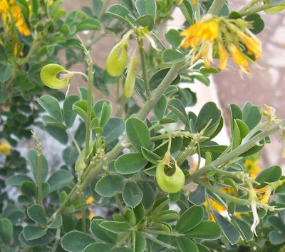 Alfalfa-gigante Alfalfa-gigante