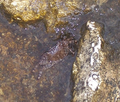 Pachygrapsus marmoratus