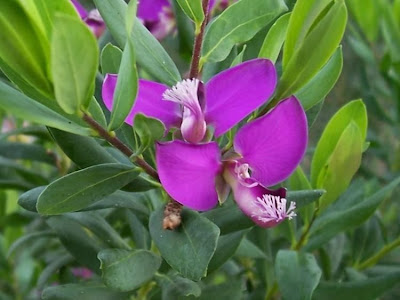 African Milkwort
