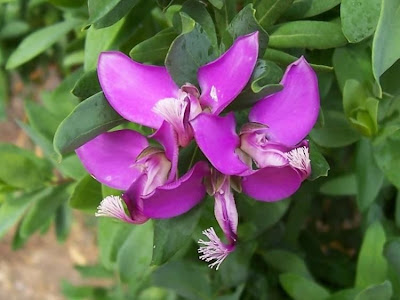 African Milkwort African Milkwort