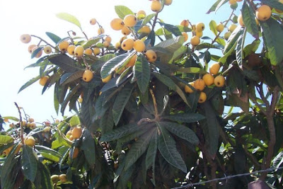 Nespereira