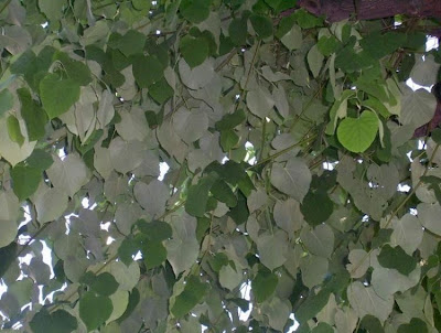 Silver lime Silver lime