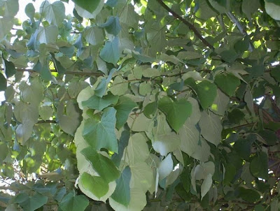 Silver lime Silver lime