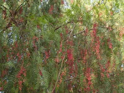 Schinus molle L.