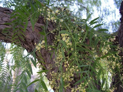 Aguaribai Aguaribai