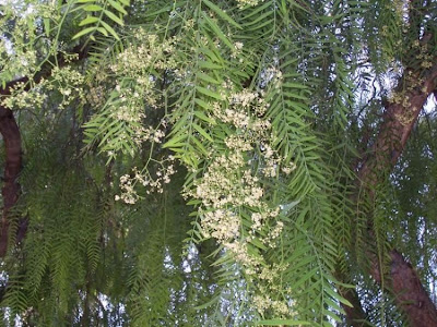 Aguaribai Aguaribai
