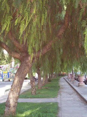 Aguaribai Aguaribai