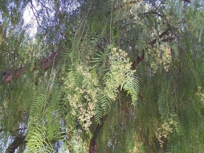 Aguaribai Aguaribai