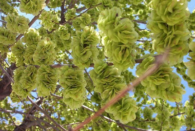 Ulmus minor,
,
European field elm,
Feldulme,
Olmo canescente,
Olmo comune,
orme champ&ecirc;tre,
ormeau,
Smooth Leaved Elm,
smoothleaf elm
