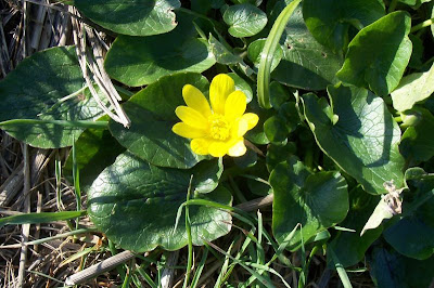 Ranunculus ficaria,
celedonia mayor,
erva-hemorroidal,
ficaire,
ficaire fausse renoncule,
fig buttercup,
lesser celandine,
pilewort,
Ranuncolo favagello,
Ranuncolo favagello maggiore,
renoncule ficaire,
Scharbockskraut