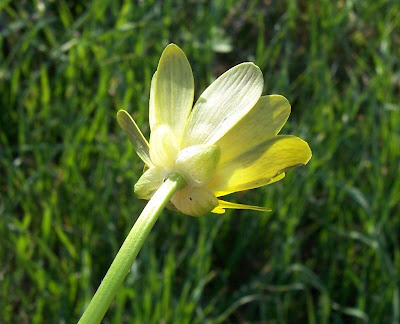 Ranunculus ficaria,
celedonia mayor,
erva-hemorroidal,
ficaire,
ficaire fausse renoncule,
fig buttercup,
lesser celandine,
pilewort,
Ranuncolo favagello,
Ranuncolo favagello maggiore,
renoncule ficaire,
Scharbockskraut