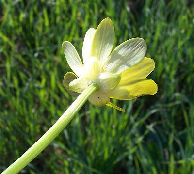 Ranunculus ficaria,
celedonia mayor,
erva-hemorroidal,
ficaire,
ficaire fausse renoncule,
fig buttercup,
lesser celandine,
pilewort,
Ranuncolo favagello,
Ranuncolo favagello maggiore,
renoncule ficaire,
Scharbockskraut