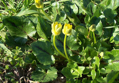 Ranunculus ficaria,
celedonia mayor,
erva-hemorroidal,
ficaire,
ficaire fausse renoncule,
fig buttercup,
lesser celandine,
pilewort,
Ranuncolo favagello,
Ranuncolo favagello maggiore,
renoncule ficaire,
Scharbockskraut