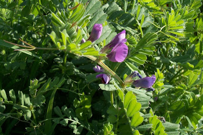 Saat-Wicke Saat-Wicke