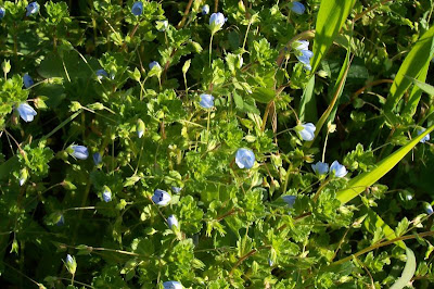 Birdeye speedwell Birdeye speedwell