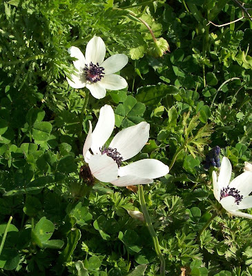 Anemone coronaria,
Anemone dei fiorai,
lilies-of-the-field,
Poppy Flowered Anemone