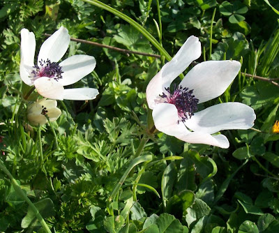Anemone coronaria,
Anemone dei fiorai,
lilies-of-the-field,
Poppy Flowered Anemone