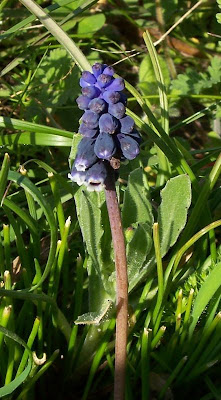 Grape-hyacinth