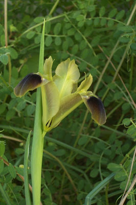 Hermodactylus tuberosus (L.) Salisb.
