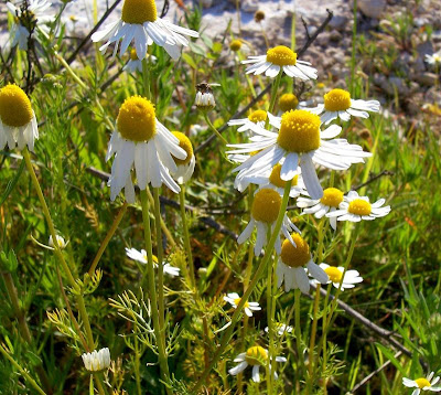 Hungarian chamomile