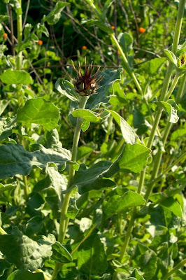 Centaurea nizzarda Centaurea nizzarda