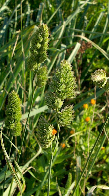 Dactylis glomerata subsp. hispanica
